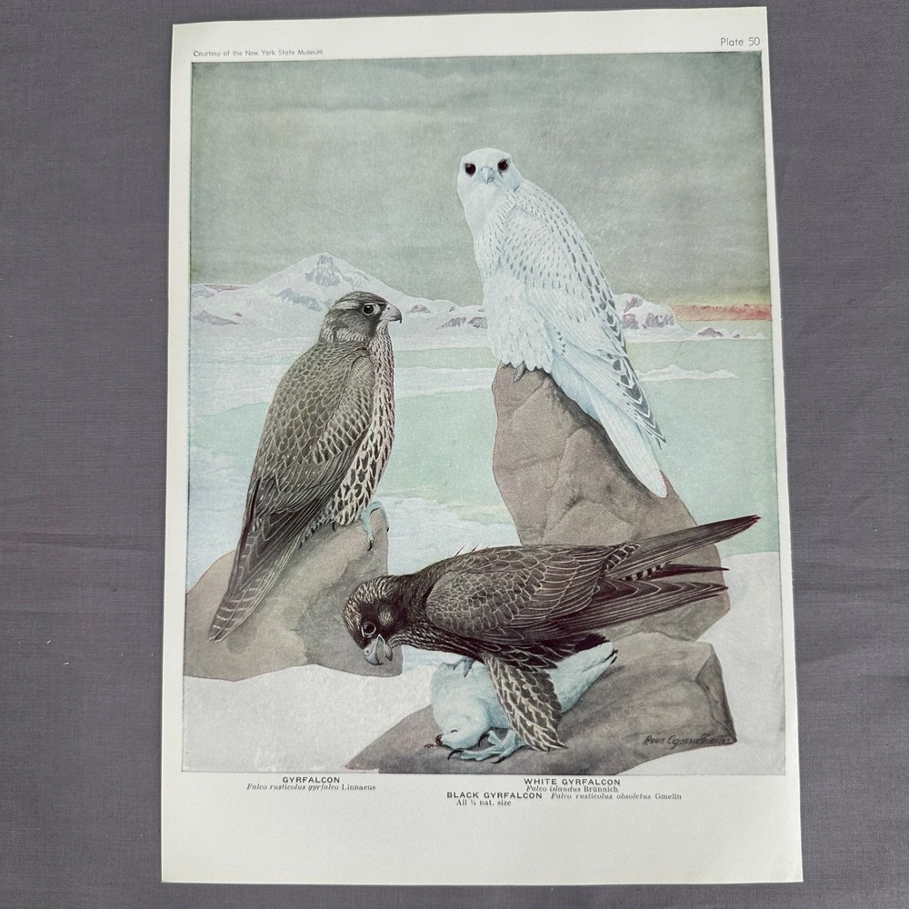 1936 Louis A Fuertes Gyrfalcon White Black Falcon Bird Print Plate 50 Wall Art